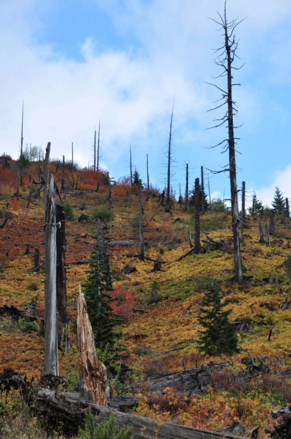 As árvores mortas pela erupção do Santa Helena, em 1980 (estado de Washington, oeste dos Estados Unidos)
